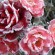 Art floral : six idées à repiquer