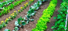 Réaliser un petit potager &laquo;&nbsp;Grand Siècle&nbsp;&raquo;