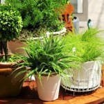 plantes-vertes-en-pots