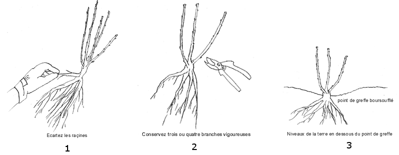 Planter des rosiers en racines nues