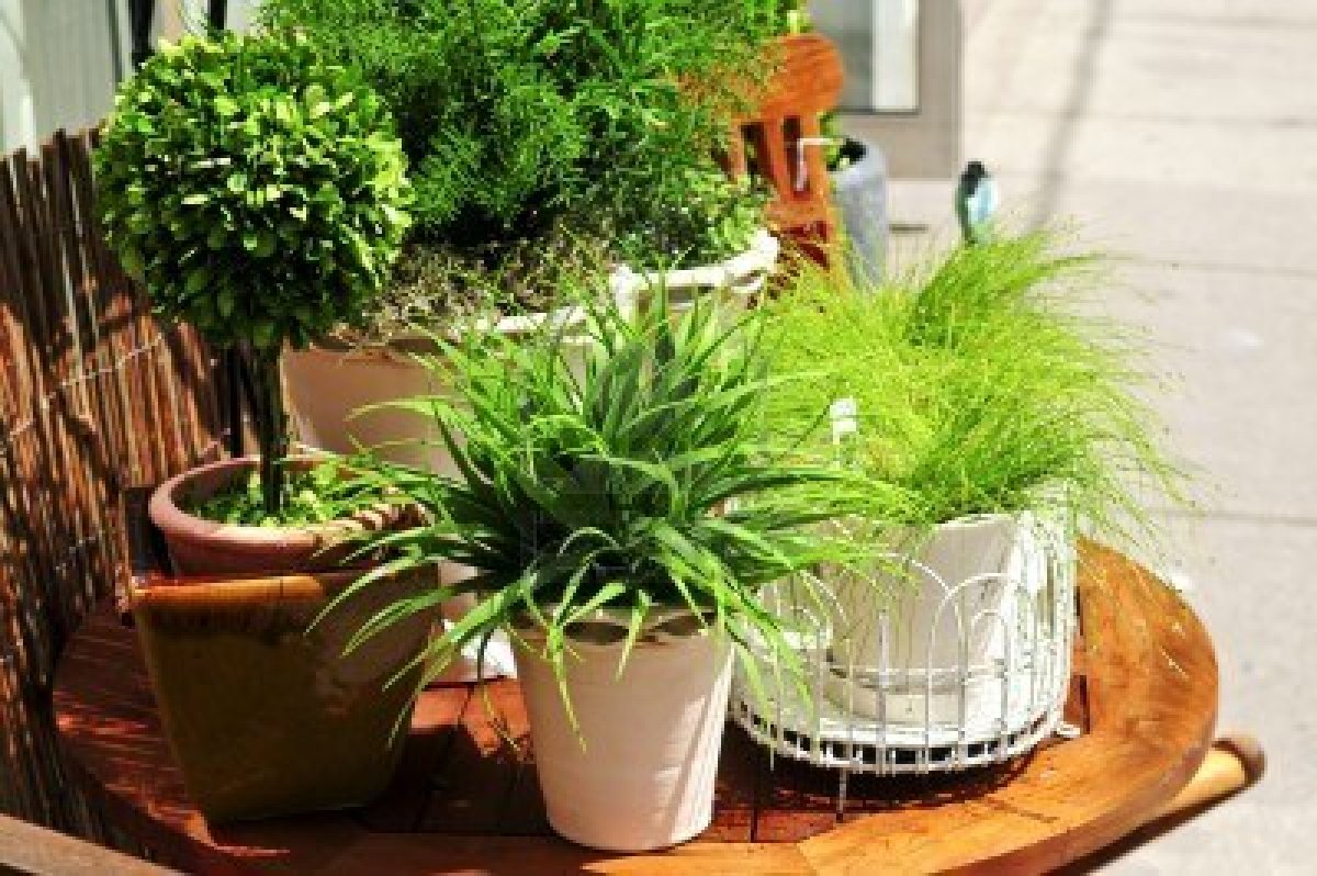 plantes-vertes-en-pots