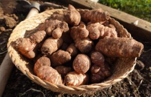 Hypertension : Ce féculent méconnu qui peut faire chuter votre tension