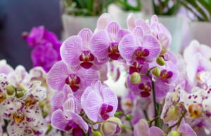 Découverte incroyable : Comment le yaourt nature booste la floraison des Orchidées Orchidée