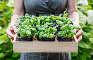 Comment profiter de basilic frais tout l’hiver : Astuces et conseils pratiques