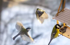 Comment nourrir les oiseaux du jardin pendant l’hiver : Guide complet mesanges_mangeoire_c_stock_adobe.jpg