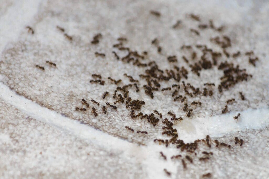 Éradiquez les fourmis de votre maison