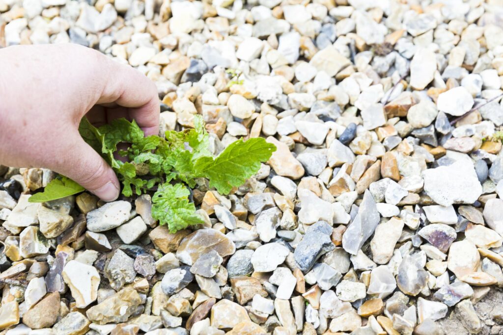 mauvaises herbes