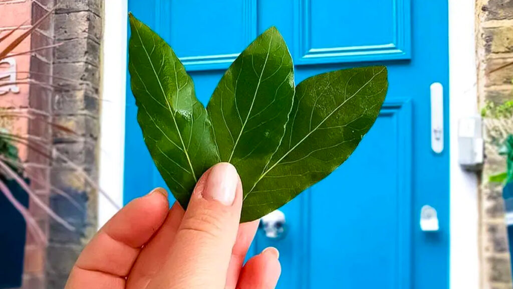 Des-feuilles-de-laurier