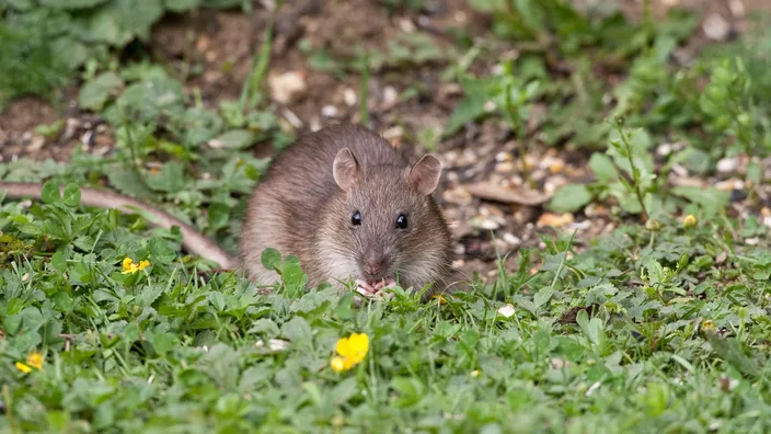 rat de jardin