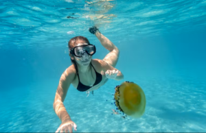 Méduse : Ces gestes qui peuvent sauver d’une piqûre douloureuse